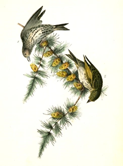 Pine Linnet. 1. Male. 2. Female. (Black Larch), Audubon, John James, 1785-1851 Pine Linnet. 1. Male. 2. Female. (Black Larch), Audubon, John James, 1785-1851