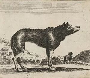 After Stefano Della Bella Collection: Plate 20 wolf Various animals Diversi animali