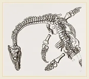 Plesiosaurus Fossil Prints: Plesiosaurus as imbedded