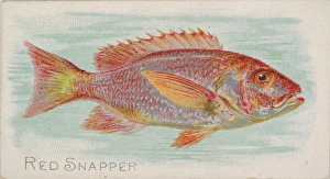 Red Snapper Fish American Waters series N8 Allen & Ginter Cigarettes Brands Red Snapper Fish American Waters series N8 Allen & Ginter Cigarettes Brands