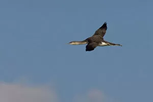Images Dated 22nd November 2006: Red-throated Loon in flight, Gavia stellata, Italy