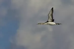 Images Dated 22nd November 2006: Red-throated Loon in flight, Gavia stellata, Italy