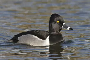 Images Dated 19th January 2006: Ring-necked Duck, Aythya collaris, United States