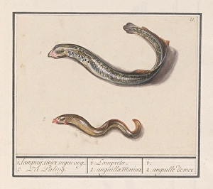 River puncture Lampetra fluviatilis sea eel Congridae River puncture Lampetra fluviatilis sea eel Congridae