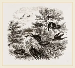 Wildlife Conservation Photos Prints: A Rookery