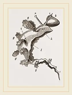 Nature Photography Collection Prints: Roseate Melibe