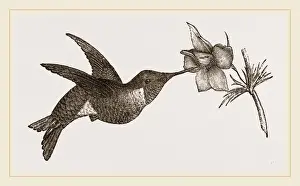 Ruby Throated Hummingbird Prints: Ruby-throated Humming-bird