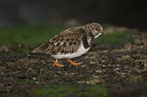 Images Dated 5th February 2006: Ruddy Turnstone winter plumage standing on rock, Arenaria interpres
