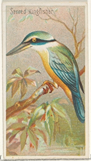 Sacred Kingfisher Birds Tropics series N5 Allen & Ginter Cigarettes Brands Sacred Kingfisher Birds Tropics series N5 Allen & Ginter Cigarettes Brands