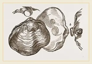 Nature Photography Collection Prints: Saddle Anomia