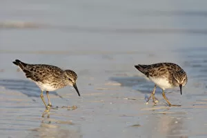 Images Dated 20th March 2009: Least Sandpipers adult foraging, Calidris minutilla, Mexico