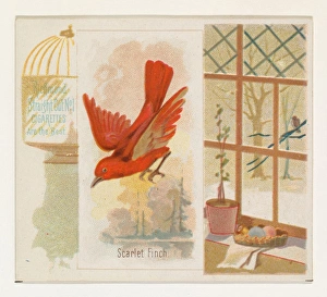Scarlet Finch Song Birds World series N42 Allen & Ginter Cigarettes Scarlet Finch Song Birds World series N42 Allen & Ginter Cigarettes