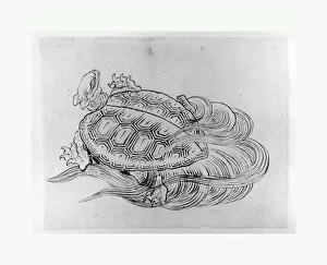 Sketches Collection: Sea Turtle Emblem Longevity Edo period 1615-1868