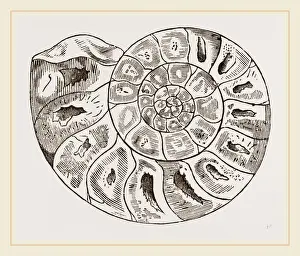 Ammonite Print