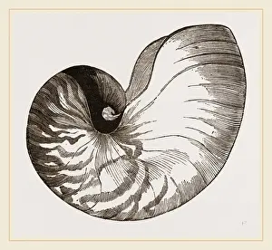 Pearly Nautilus Shell Print