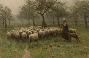 Shepherdess Flock Sheep herd sheep orchard shepherdess Shepherdess Flock Sheep herd sheep orchard shepherdess