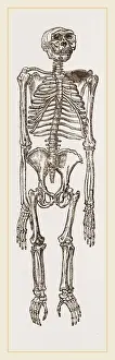 Natural History Museum Specimens Prints: Skeleton of Chimpanzee
