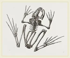 Images Dated 2014: Skeleton of Common Frog Print