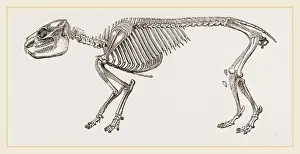 Natural History Museum Exhibits Prints: Skeleton of Daman