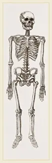 Human Skeleton Prints: Skeleton of Man
