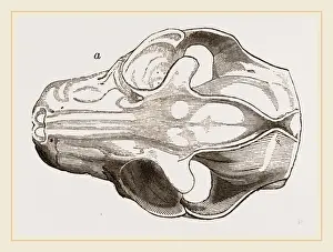 Natural History Museum Exhibits Prints: Skull of Galeopithecus Philippinensis