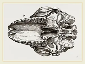 Galeopithecus Temminckii Skull Print