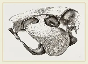 Natural History Museum Exhibits Prints: Skull of Paca