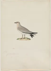 Small Pratincole Glareola lactea 1800s Attributed Small Pratincole Glareola lactea 1800s Attributed