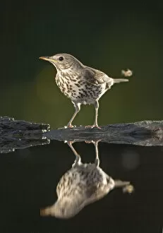 Images Dated 1st June 2006: Song Thrush standing near water, Turdus philomelos