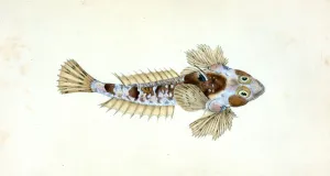 Sordit Dragonet, Callionymus Dracunculus, British fishes, Donovan, E. (Edward), 1768-1837 Sordit Dragonet, Callionymus Dracunculus, British fishes, Donovan, E. (Edward), 1768-1837