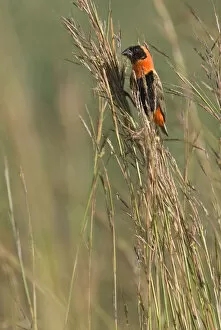 Images Dated 16th February 2007: Southern Red Bishop perched at reed stem South Africa, Euplectes orix