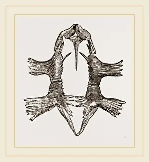 Natural History Museum Exhibit Prints: Sternum of Loggerhead Turtle