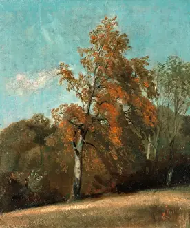John Constable Oil Paintings Prints: Study of an Ash Tree, John Constable, 1776-1837, British