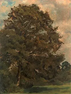 Green Meadow Landscapes Prints: Study of an Ash Tree, Lionel Constable, 1828-1887, British