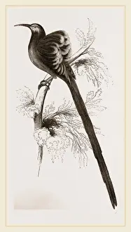 Australian Native Bird Species Prints: Superb Epimachus