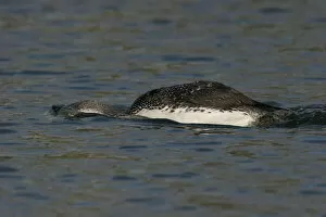 Images Dated 10th March 2007: Swimming Red-throated Loon, Gavia stellata