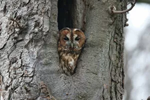 Images Dated 11th February 2007: Tawny Owl looking out of hole in tree, Strix aluco