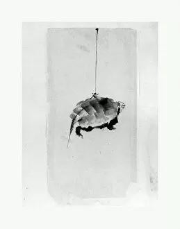 Sketches Collection: Tortoise Suspended String Edo period 1615-1868