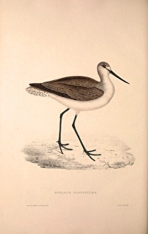 Totanus Glottoides, Common Greenshank. A wader in the large family Scolopacidae Totanus Glottoides, Common Greenshank. A wader in the large family Scolopacidae