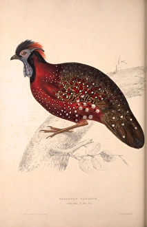Tragopan Satyrus, Crimson Horned Pheasant, is a pheasant found in the Himalayan reaches Tragopan Satyrus, Crimson Horned Pheasant, is a pheasant found in the Himalayan reaches