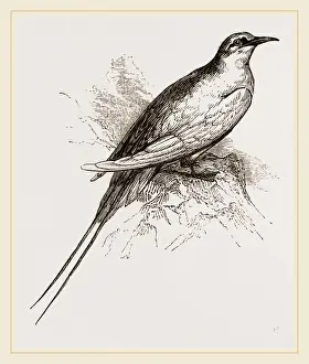 Tropical Seabirds Prints: Tropic Bird
