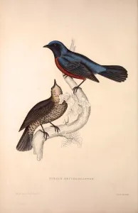 Turdus Erythrogaster. Birds from the Himalaya Mountains, engraving 1831 by Elizabeth Turdus Erythrogaster. Birds from the Himalaya Mountains, engraving 1831 by Elizabeth