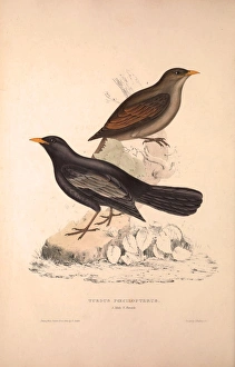 Turdus Poecilopterus, Aztec Thrush. Birds from the Himalaya Mountains, engraving Turdus Poecilopterus, Aztec Thrush. Birds from the Himalaya Mountains, engraving
