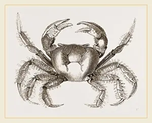 Natural History Museum Exhibits Prints: Uga Una