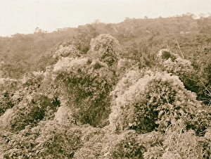 Uganda Hoima Fort Portal Forest snowed under Uganda Hoima Fort Portal Forest snowed under