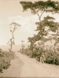 Uganda Hoima Fort Portal Picturesque road stately trees Uganda Hoima Fort Portal Picturesque road stately trees