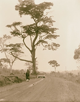 Uganda Hoima Fort Portal Stately tree Road 1936 Uganda Hoima Fort Portal Stately tree Road 1936