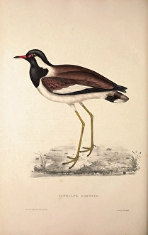 Vanellus Goensis, Plover or Northern Lapwing Vanellus Goensis, Plover or Northern Lapwing