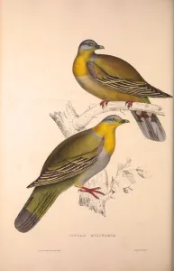 Vinago Militaris. Birds from the Himalaya Mountains, engraving 1831 by Elizabeth Gould Vinago Militaris. Birds from the Himalaya Mountains, engraving 1831 by Elizabeth Gould