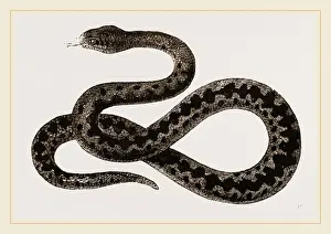 Venomous Snake Species Prints: Viper
